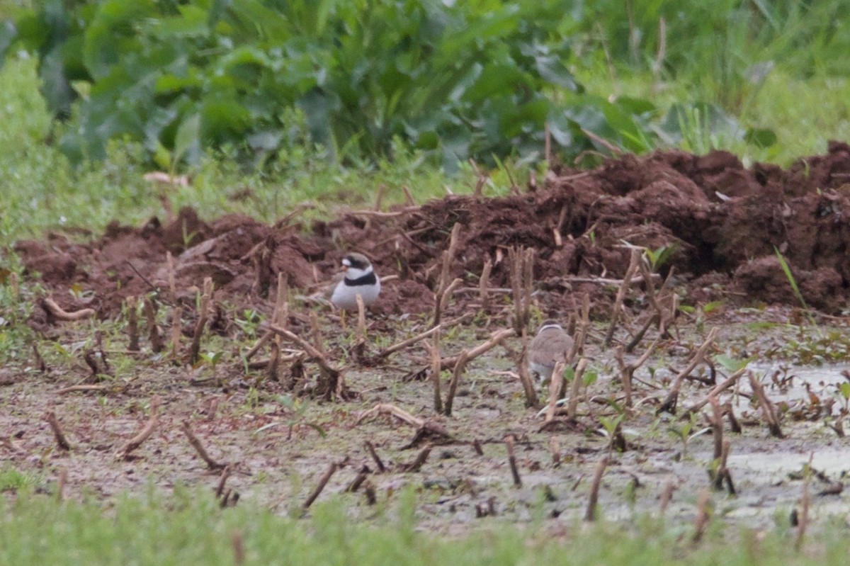 Semipalmated Plover - ML618994354