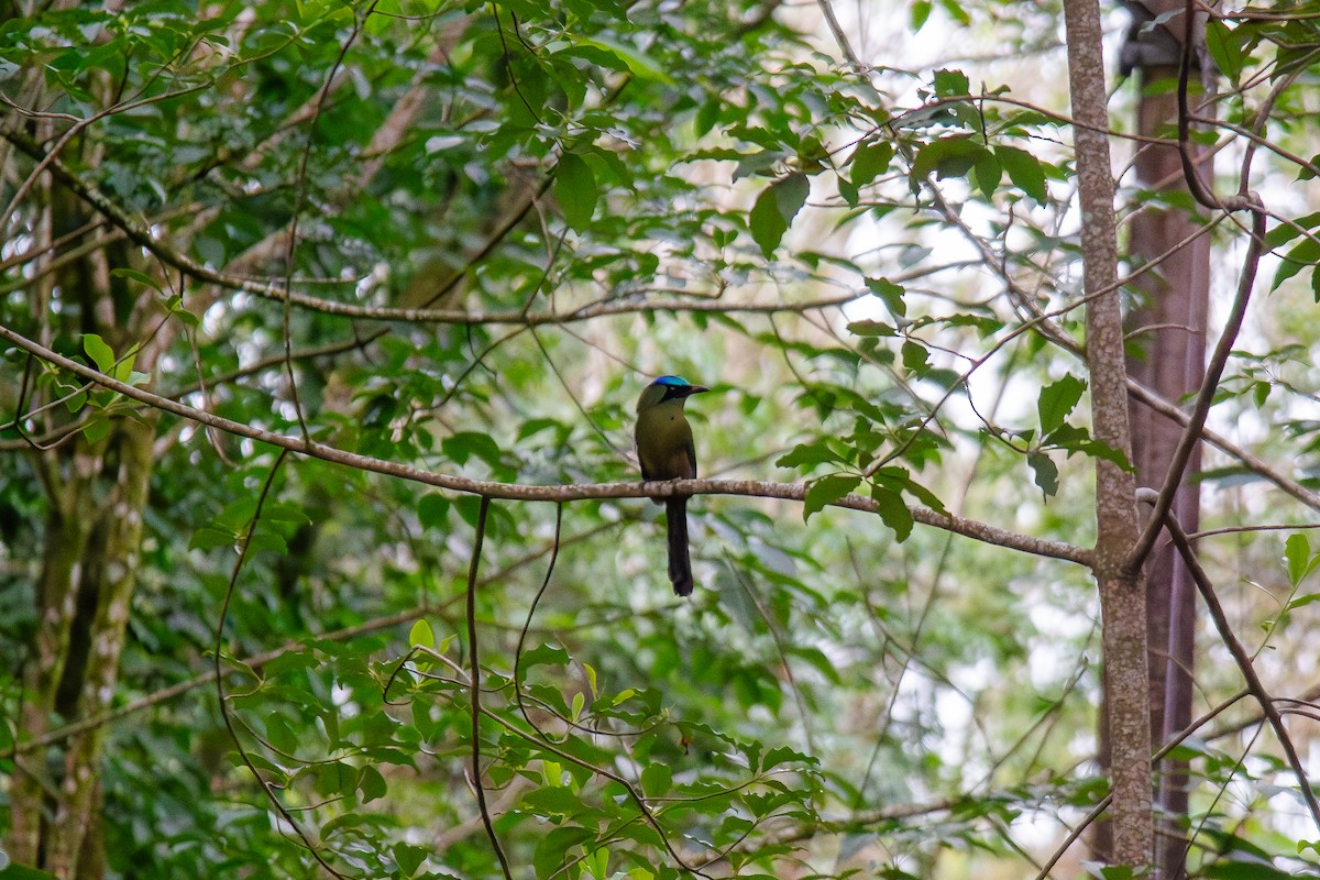 Amazonian Motmot - Raul Perilla bernal