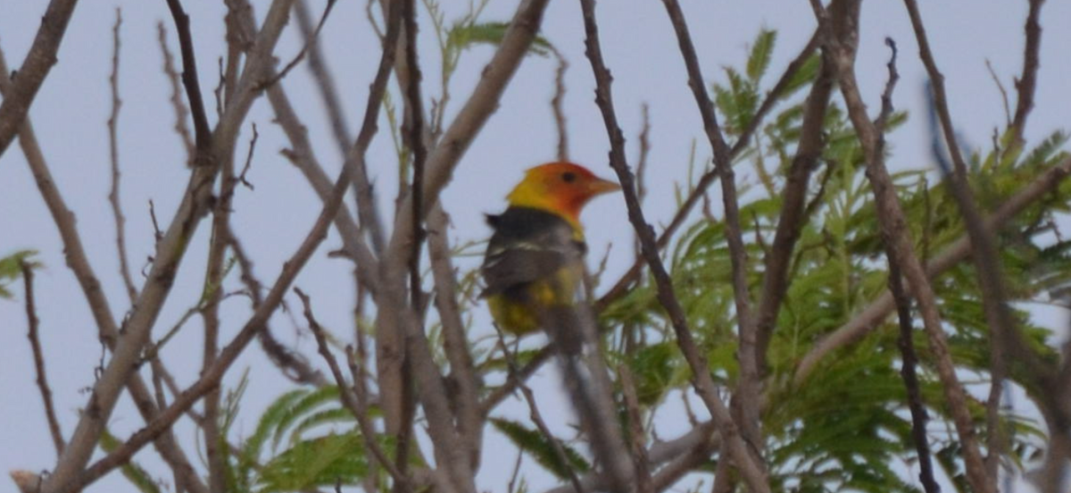 Western Tanager - ML618994373