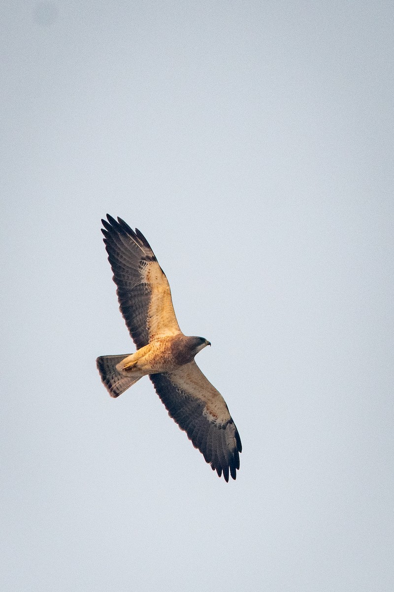 Swainson's Hawk - ML618994395