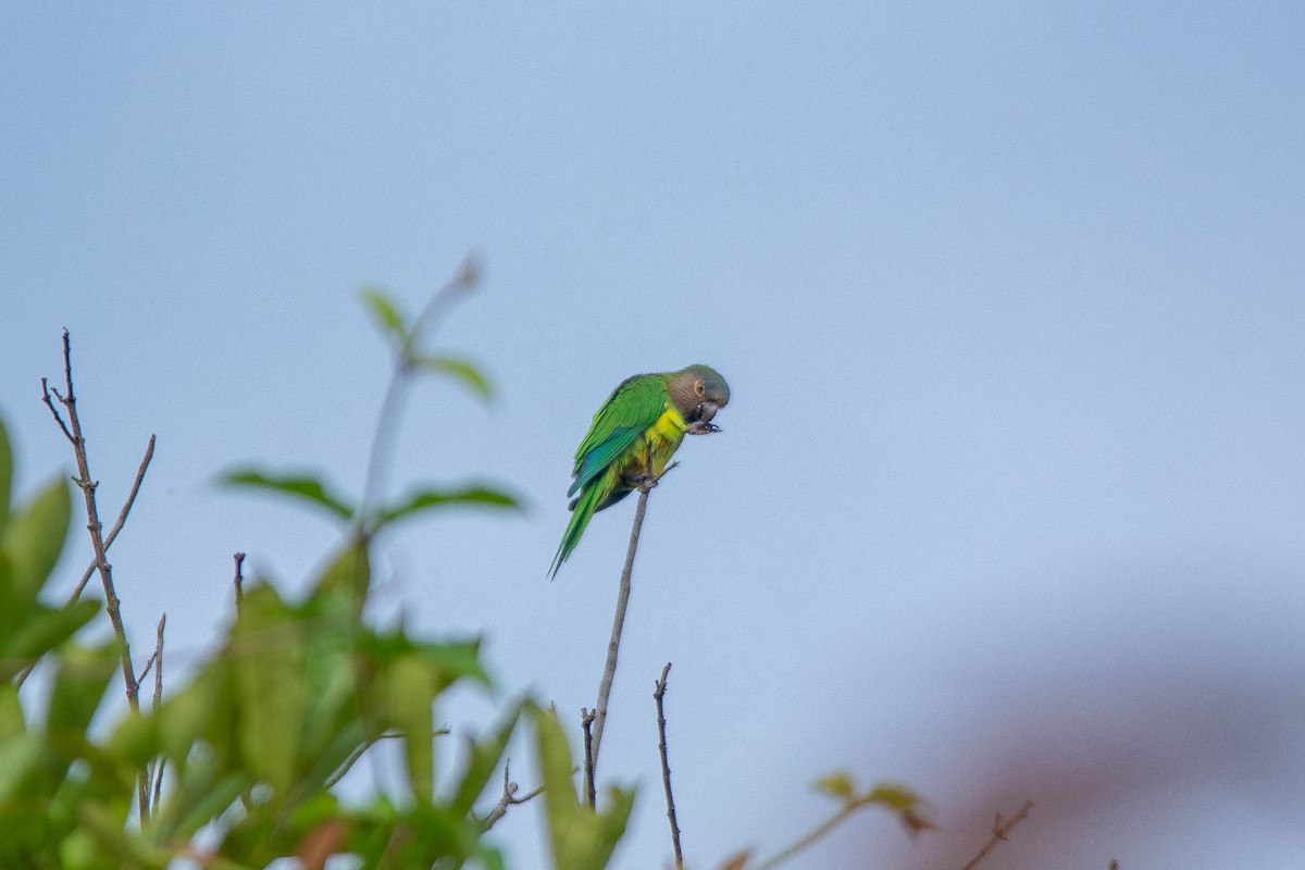 Brown-throated Parakeet - Raul Perilla bernal