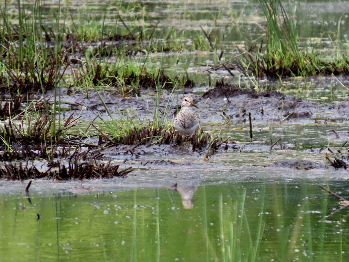 Pectoral Sandpiper - George Gerdts