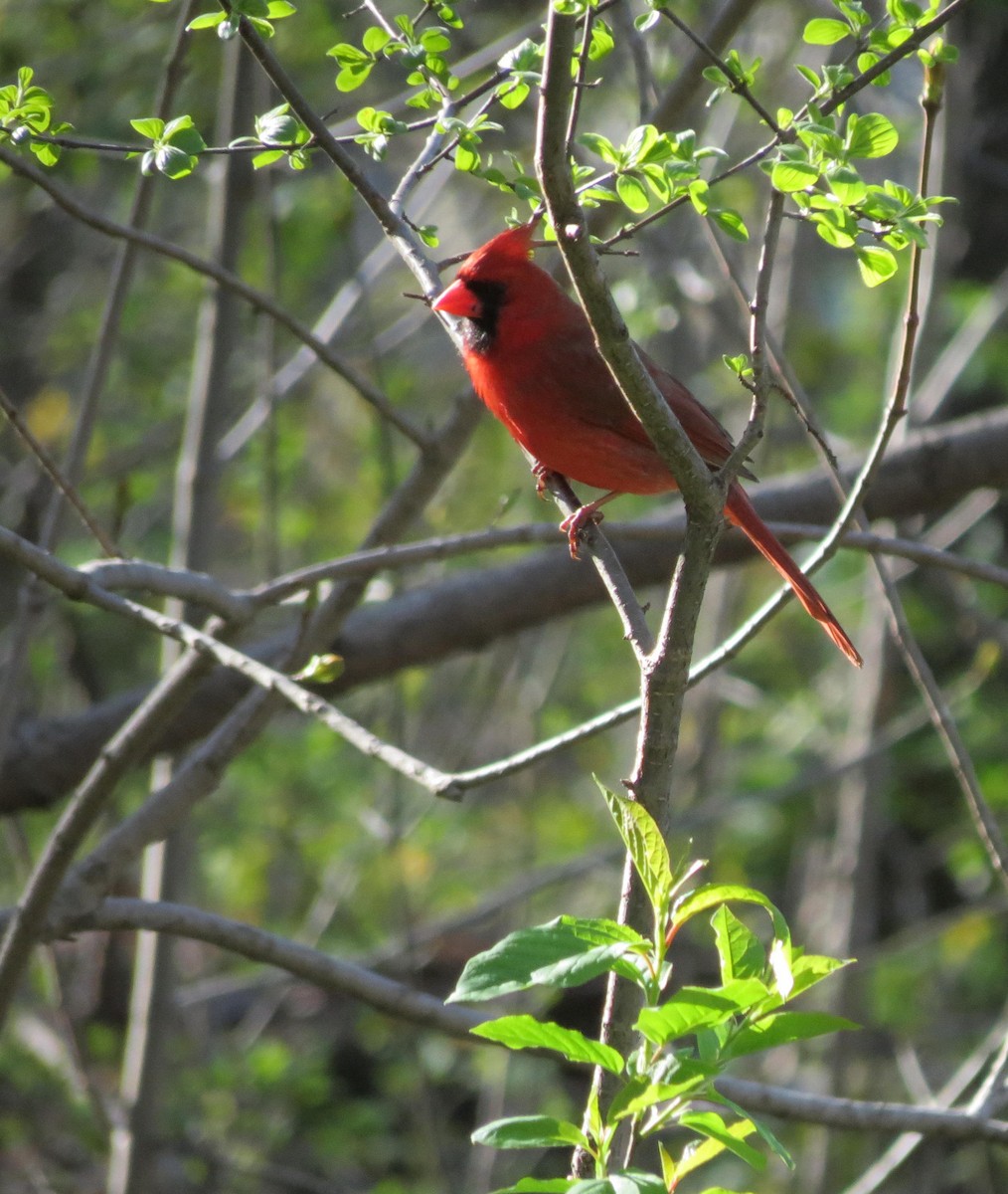 Cardinal rouge - ML618994435