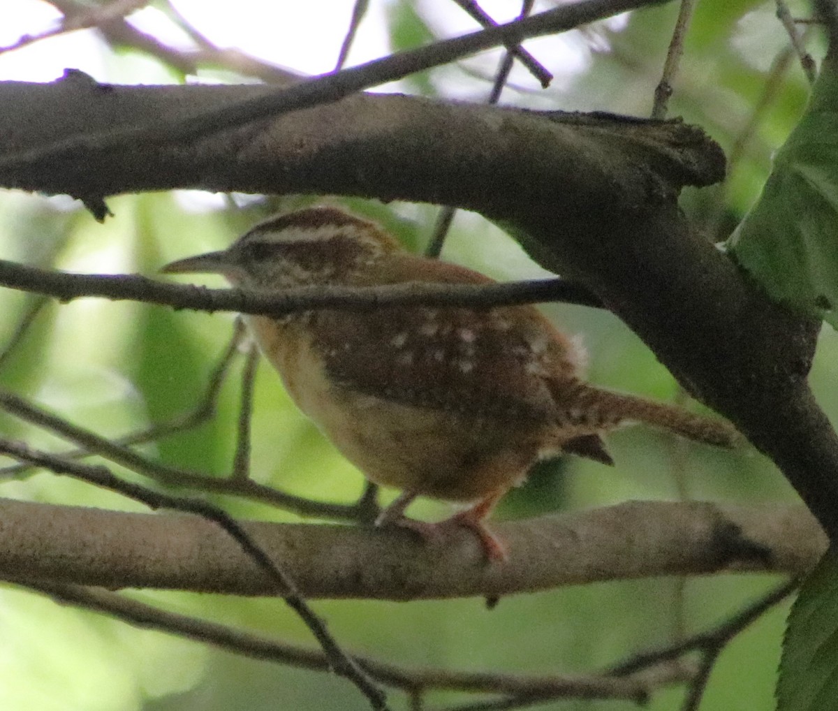 Carolina Wren - Betty Thomas