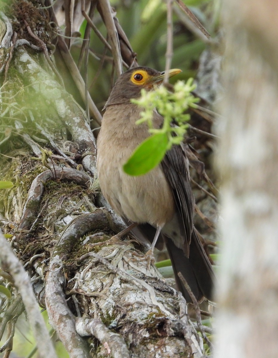 Spectacled Thrush - Manuel Pérez R.