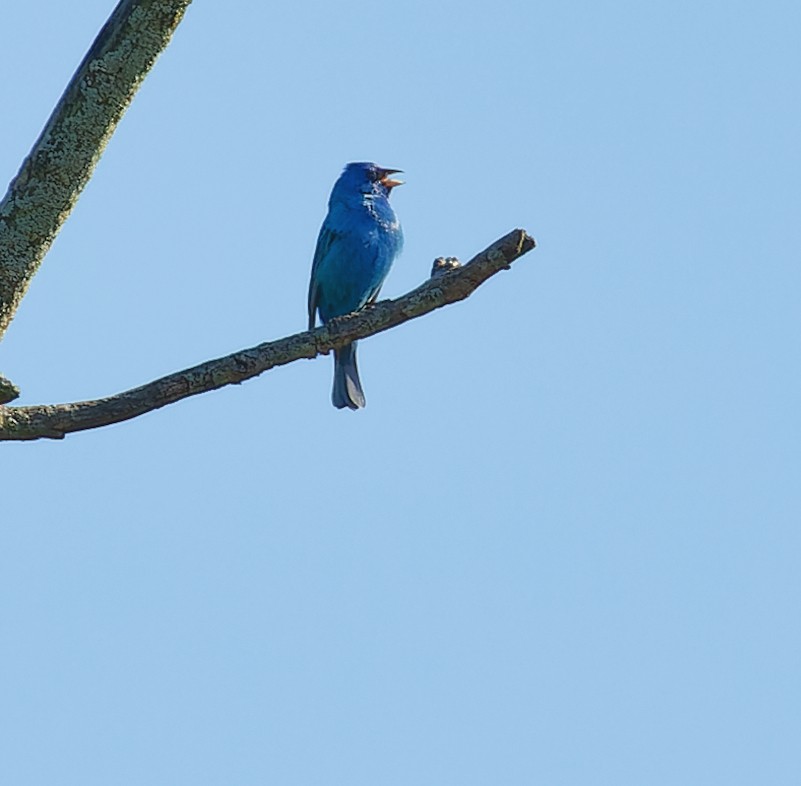 Indigo Bunting - Becki Guy