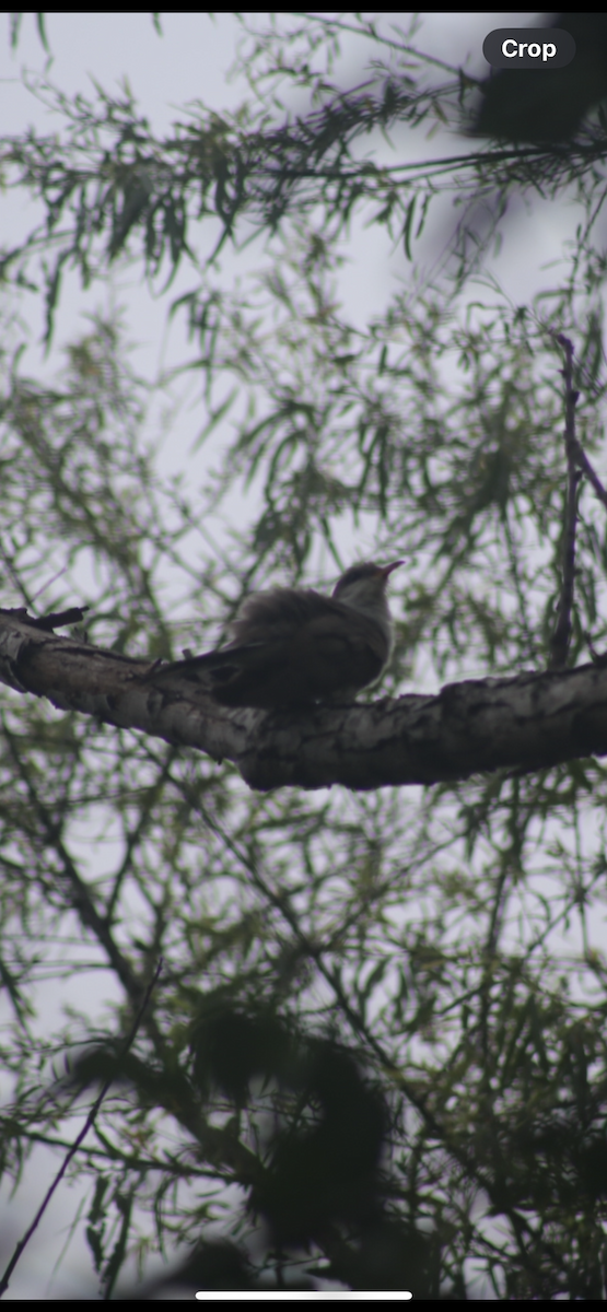 Yellow-billed Cuckoo - ML618994471