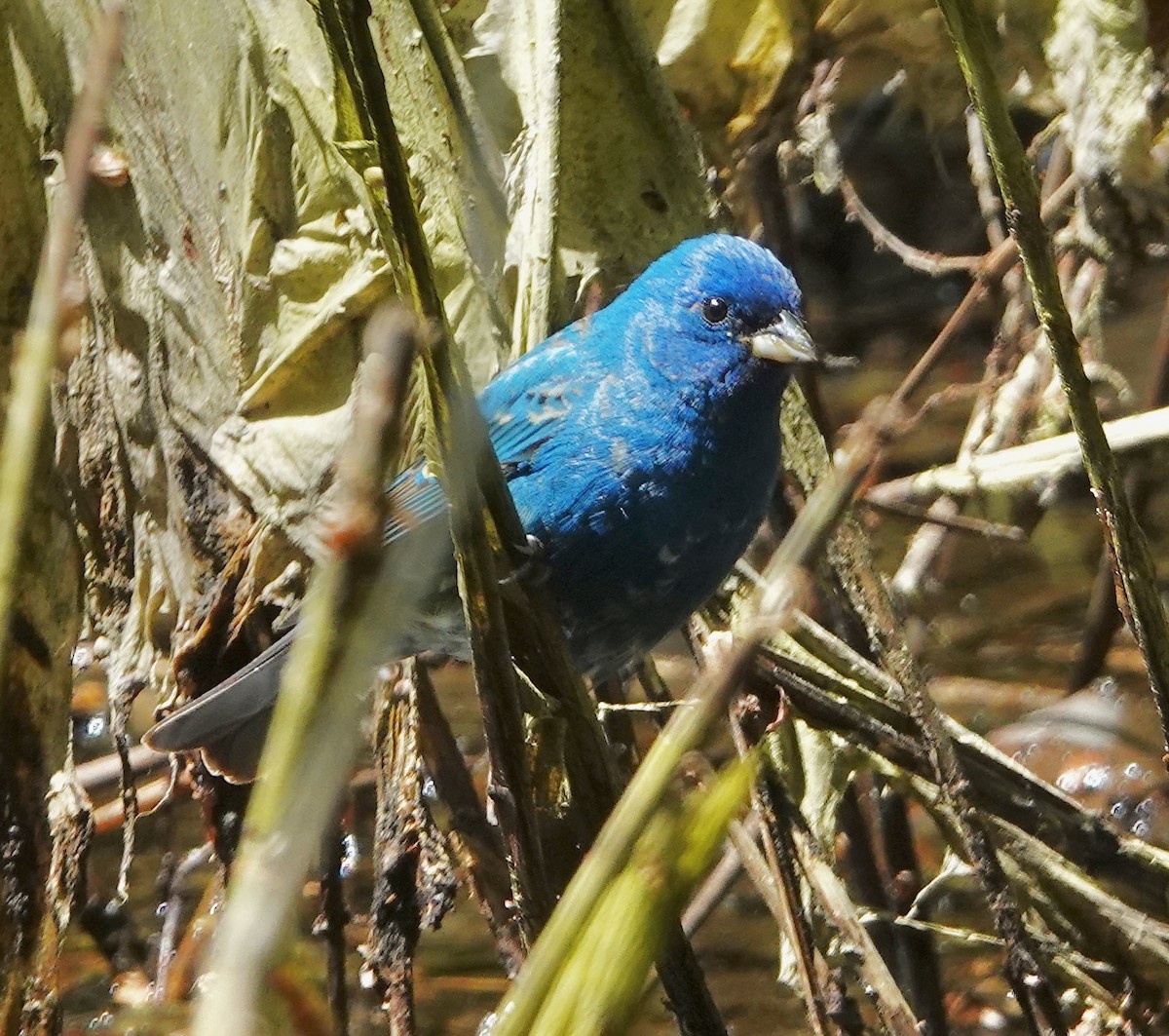 Indigo Bunting - ML618994552