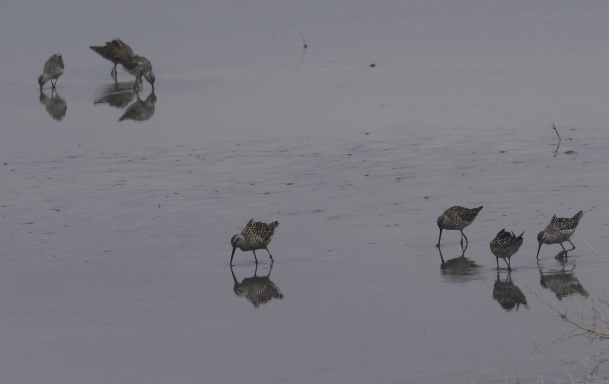 Stilt Sandpiper - ML618994554