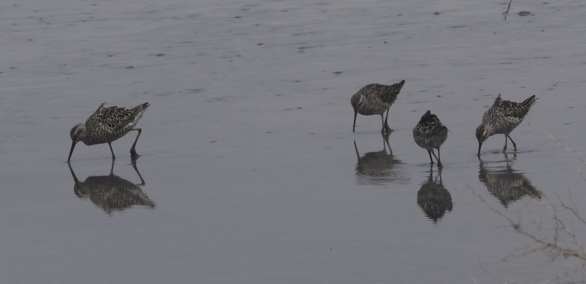 Stilt Sandpiper - ML618994562