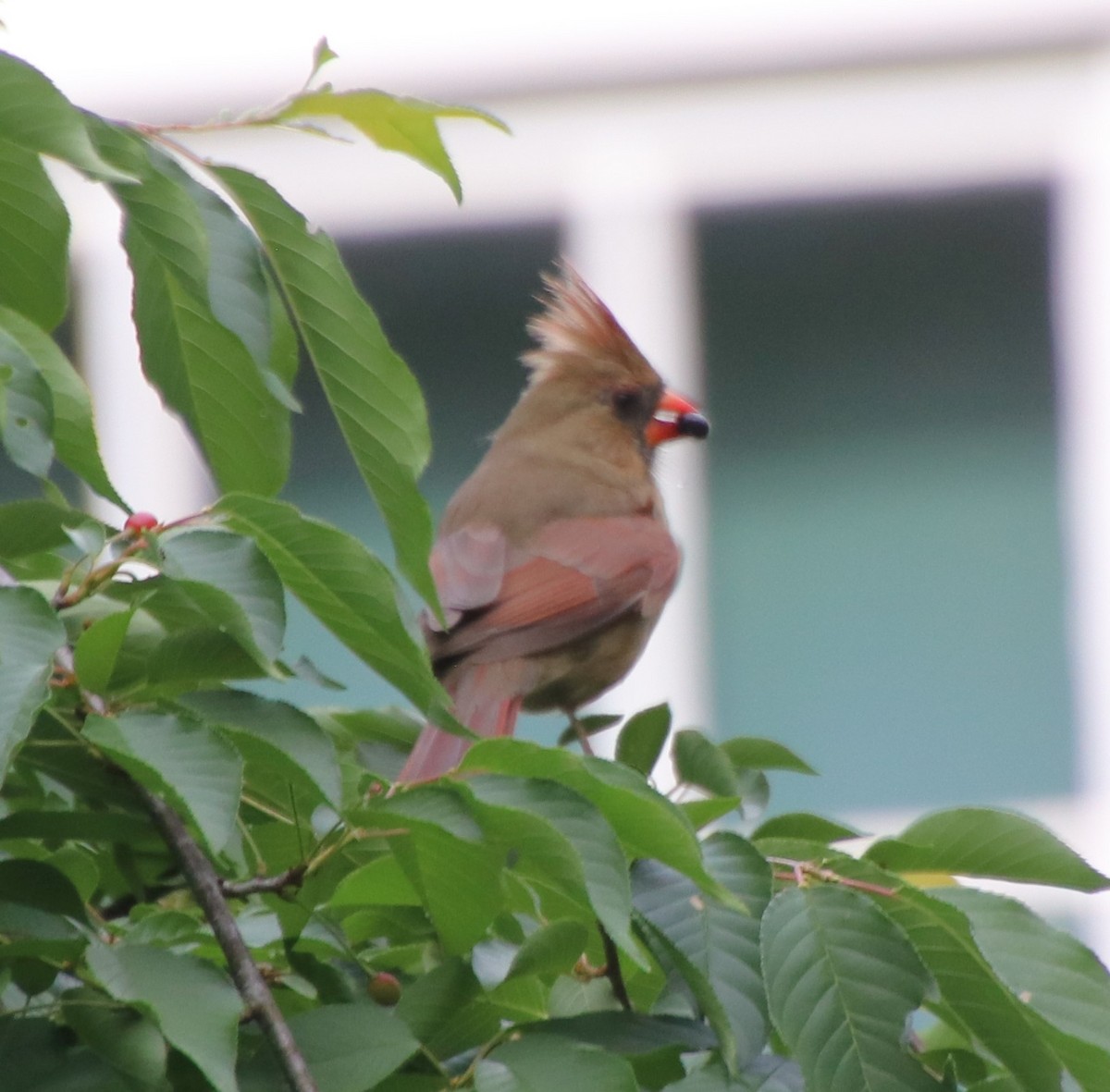 Northern Cardinal - Betty Thomas