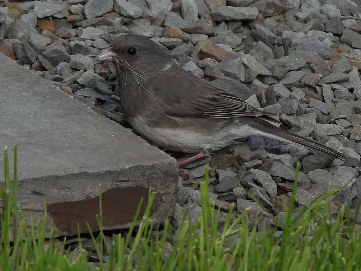 Dark-eyed Junco - Nancy VanCott