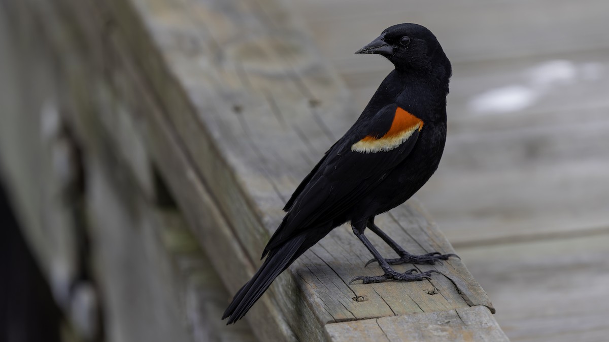 Red-winged Blackbird (Red-winged) - Robert Tizard