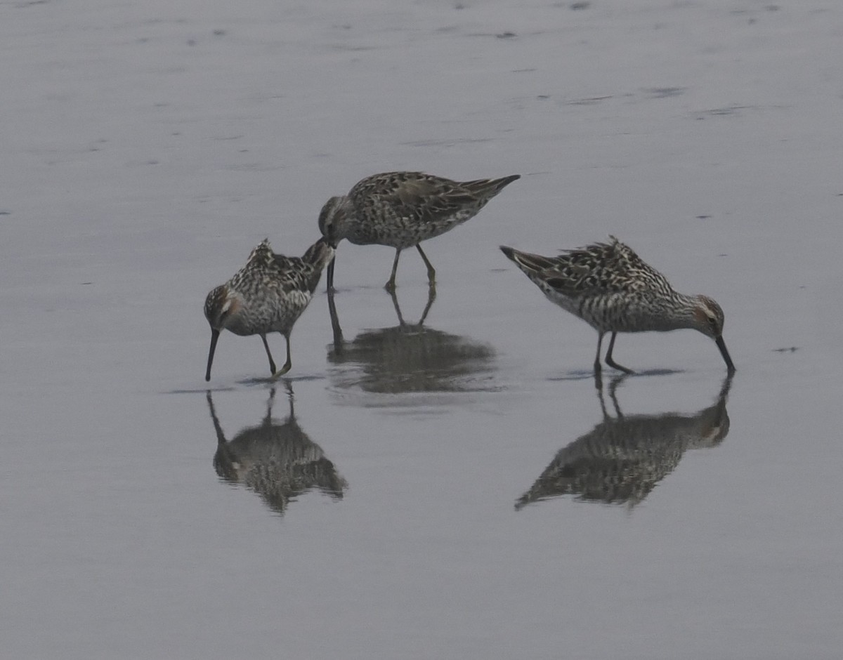 Stilt Sandpiper - ML618994595