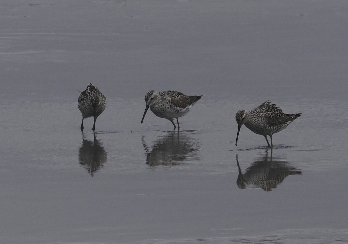 Stilt Sandpiper - ML618994598