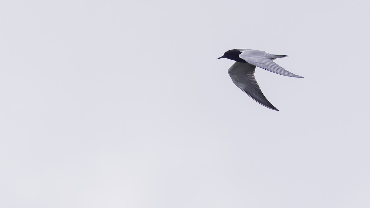 Black Tern - ML618994609