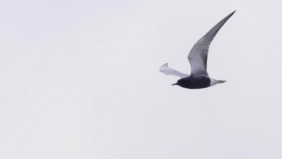 Black Tern - ML618994611