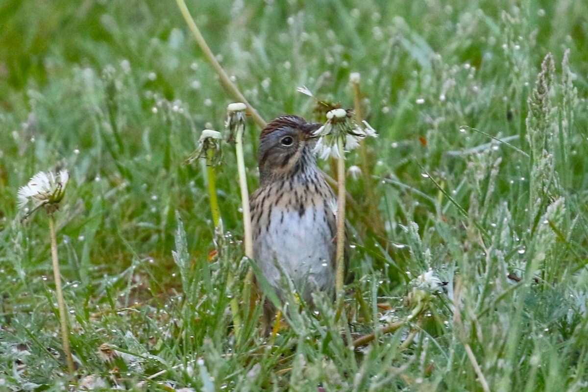 Lincoln's Sparrow - Ethan Ring