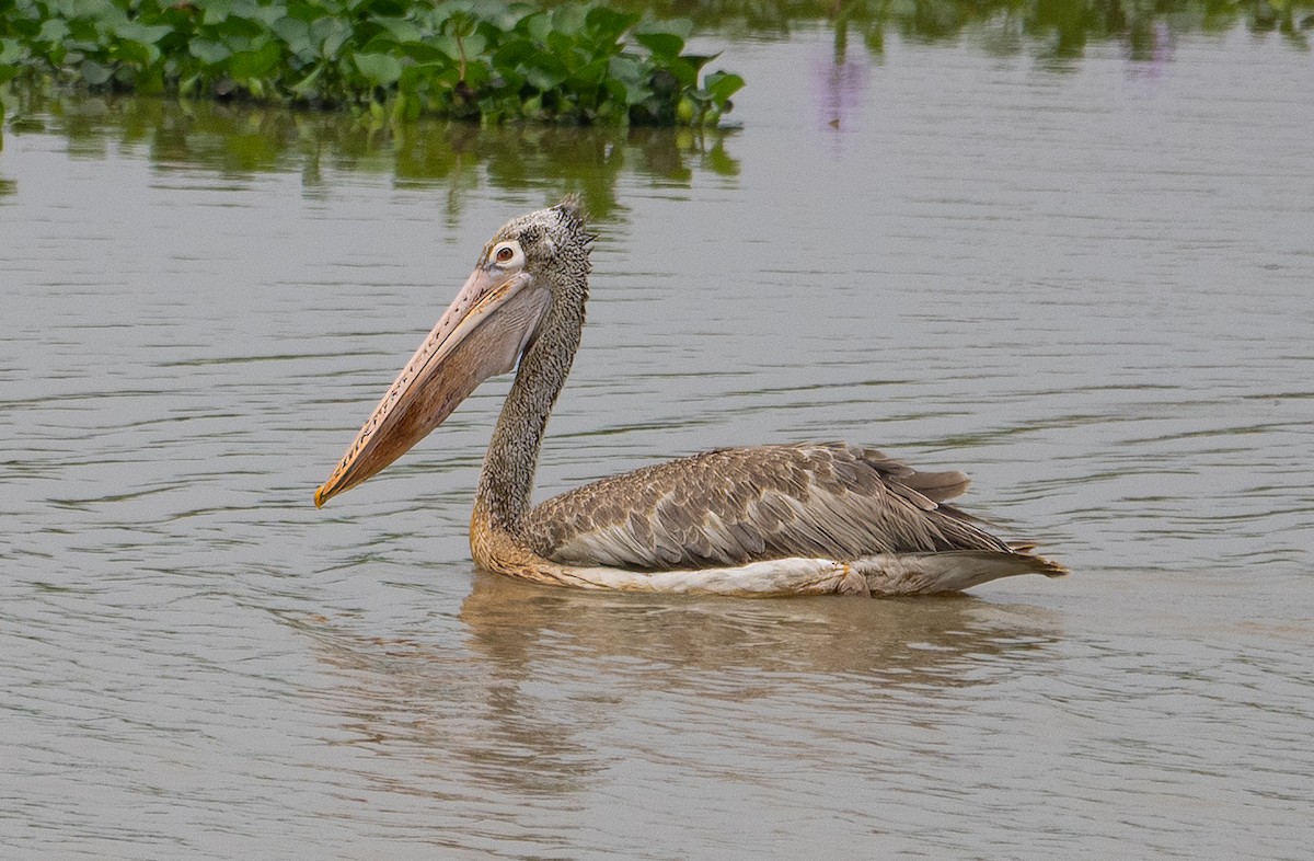 Spot-billed Pelican - James Moore (Maryland)