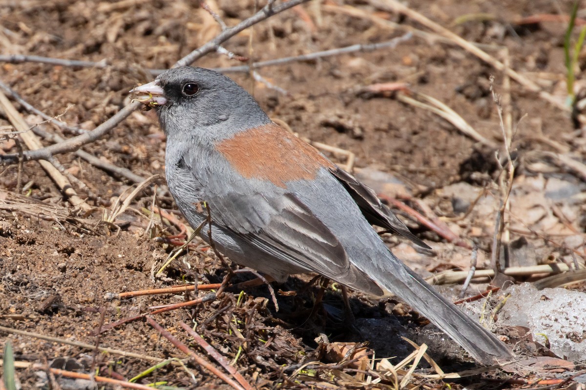 Dark-eyed Junco - ML618994662