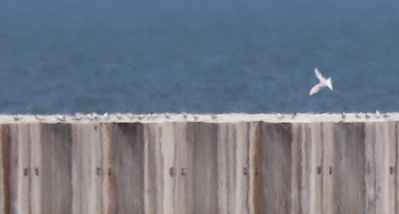 Common Tern - Lenore Charnigo