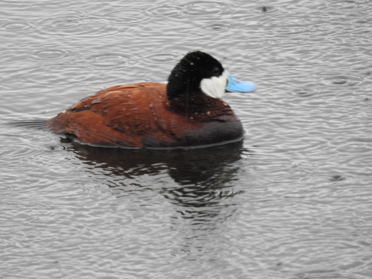 Ruddy Duck - ML618994703