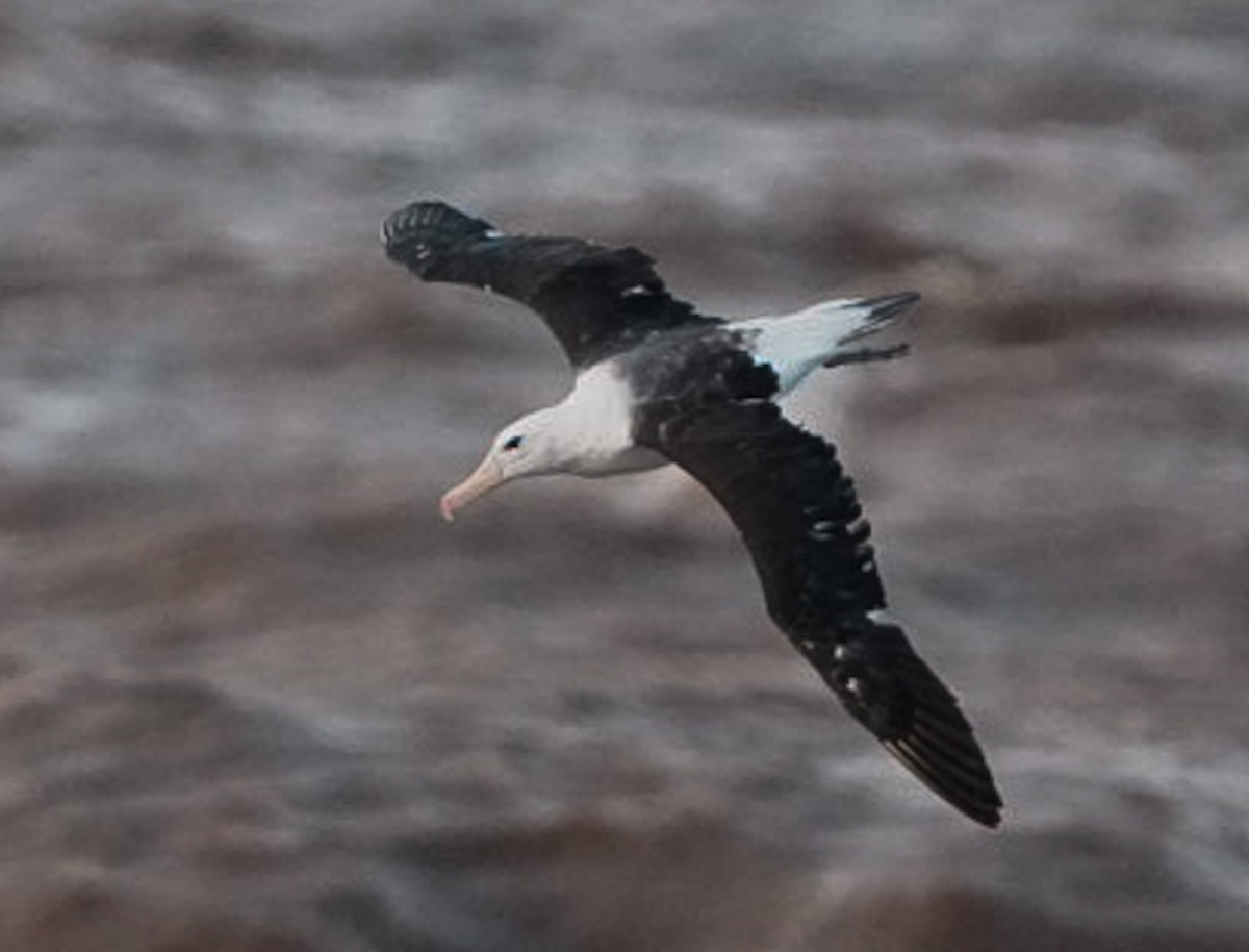 Albatros à sourcils noirs - ML618994748