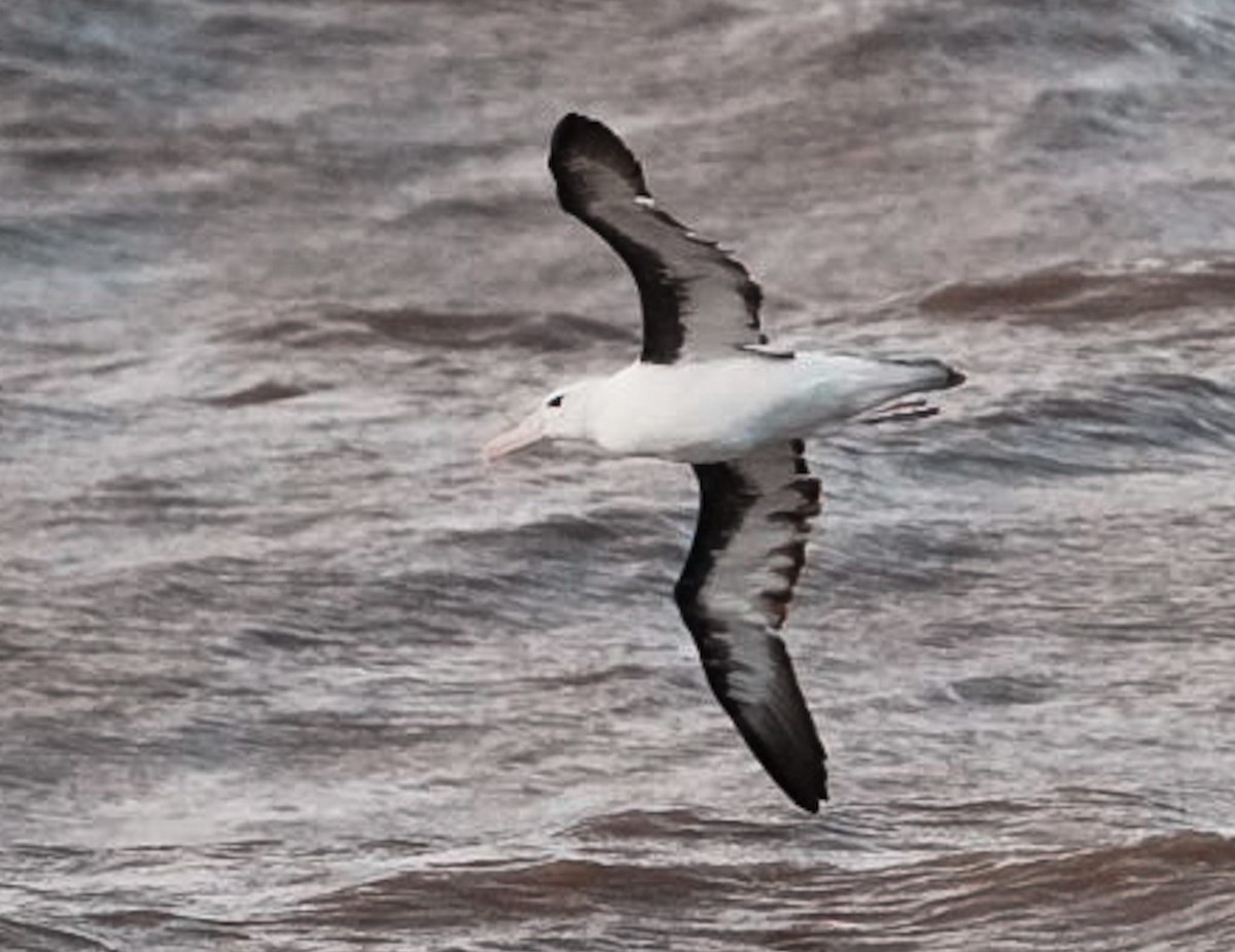 albatros černobrvý - ML618994750