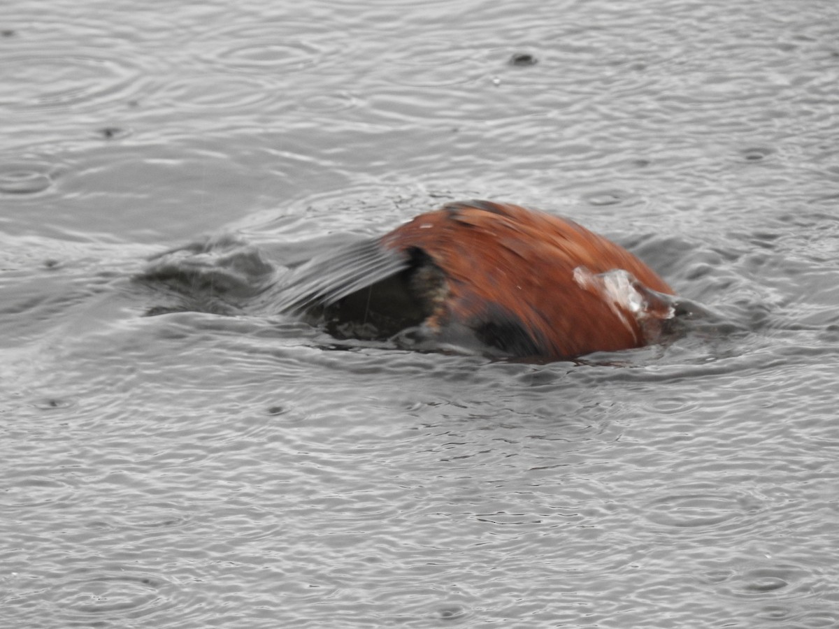 Ruddy Duck - ML618994753