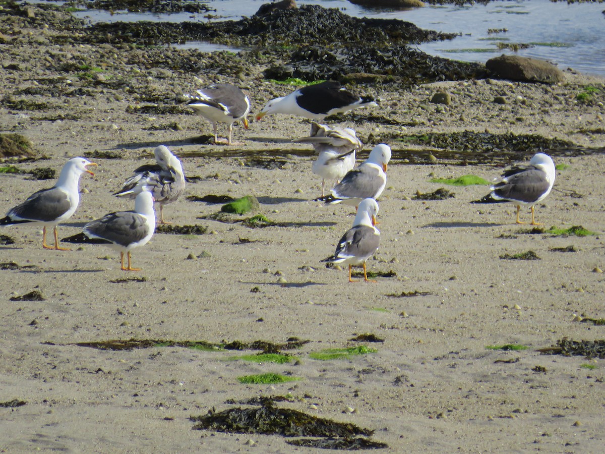 Great Black-backed Gull - ML618994754