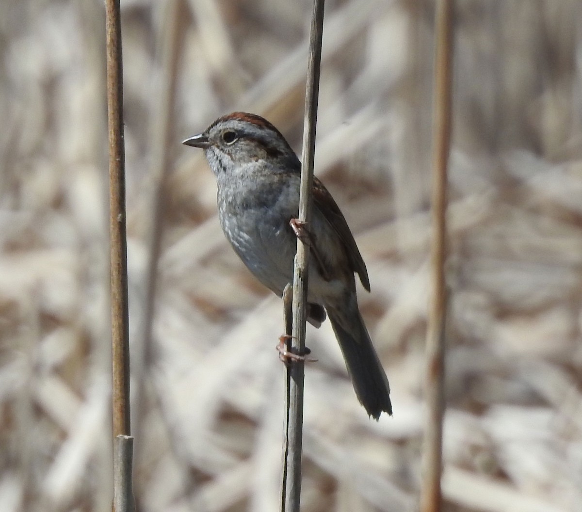 Swamp Sparrow - Andrew Birch