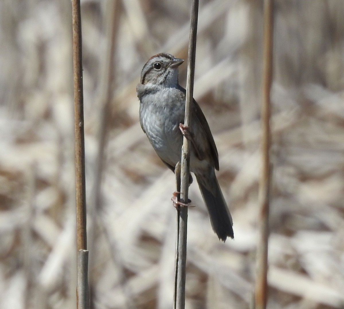Swamp Sparrow - Andrew Birch