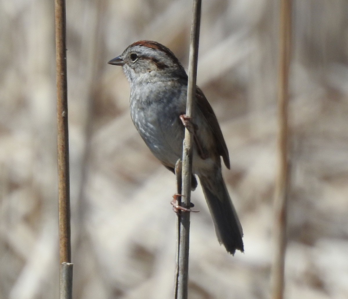 Swamp Sparrow - Andrew Birch