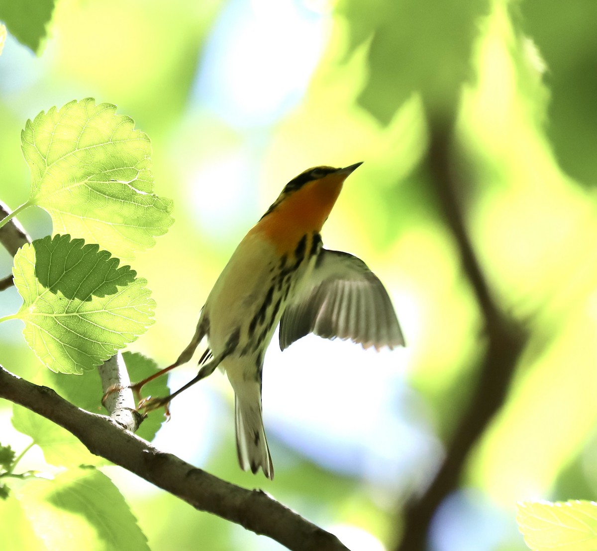 Blackburnian Warbler - Lenore Charnigo