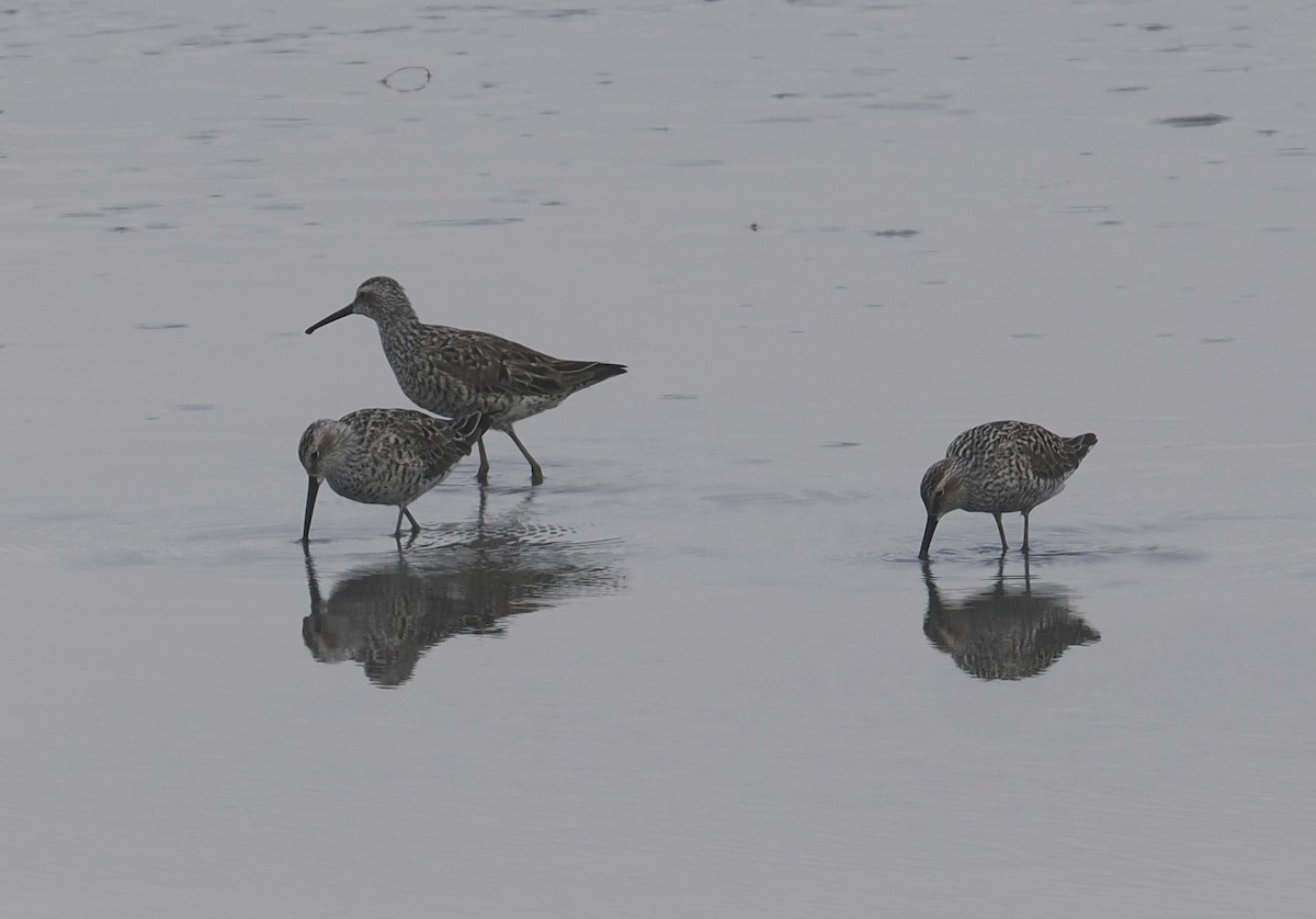 Stilt Sandpiper - ML618994799