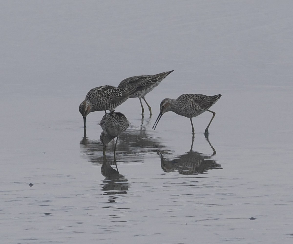 Stilt Sandpiper - Bob Foehring