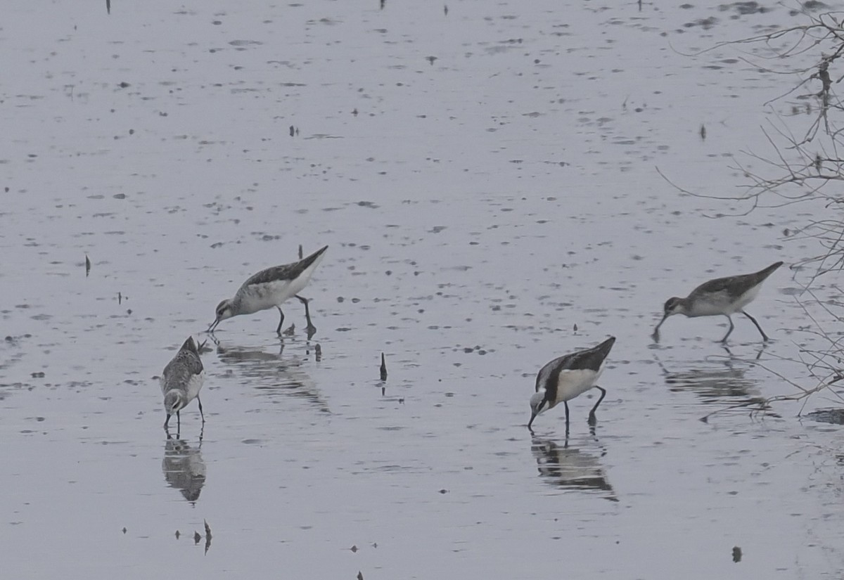 Wilson's Phalarope - Bob Foehring