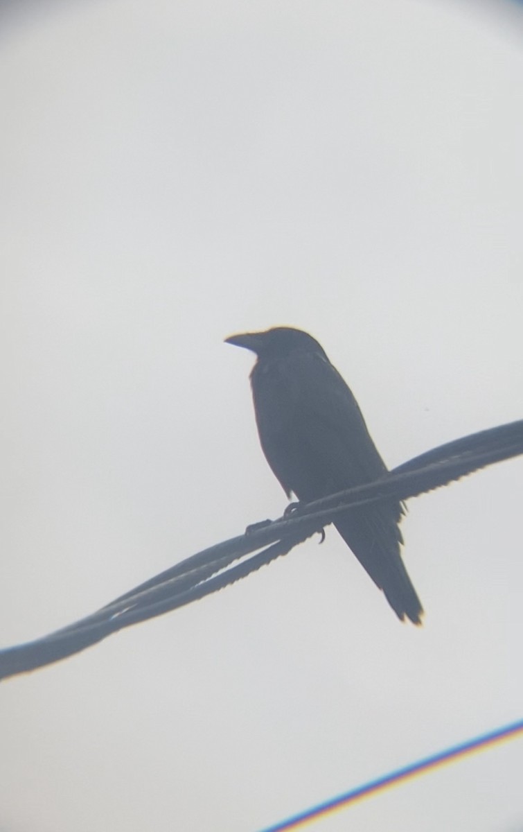 American Crow - ML618994848