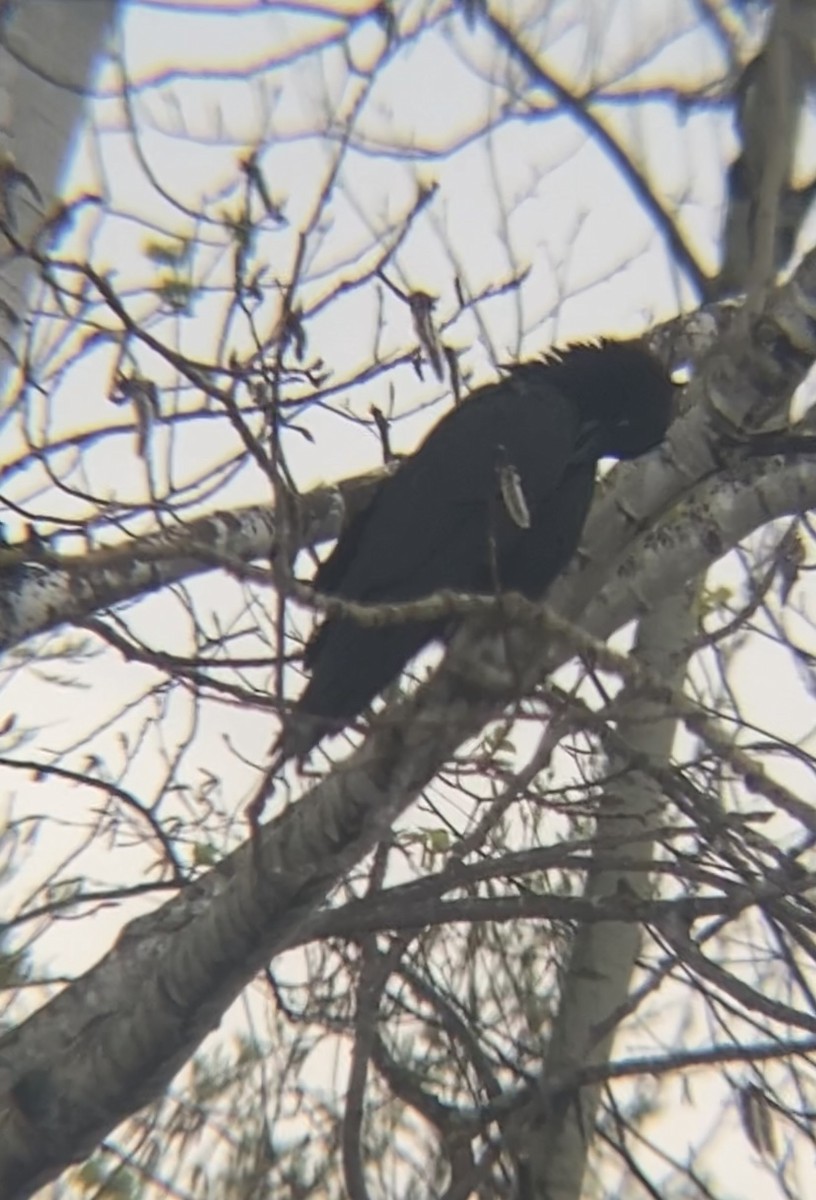 American Crow - ML618994849