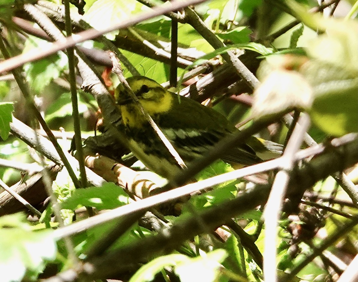 Black-throated Green Warbler - ML618994862