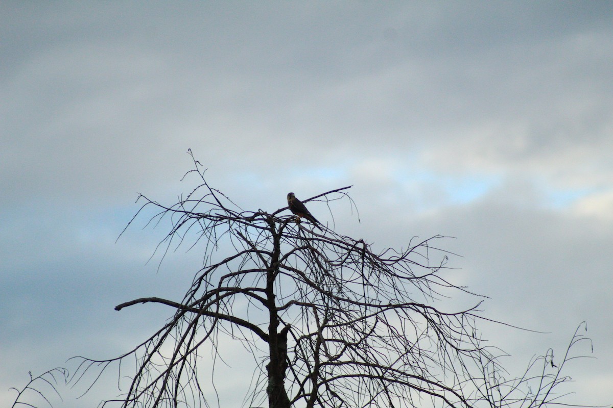 American Kestrel - ML618994867