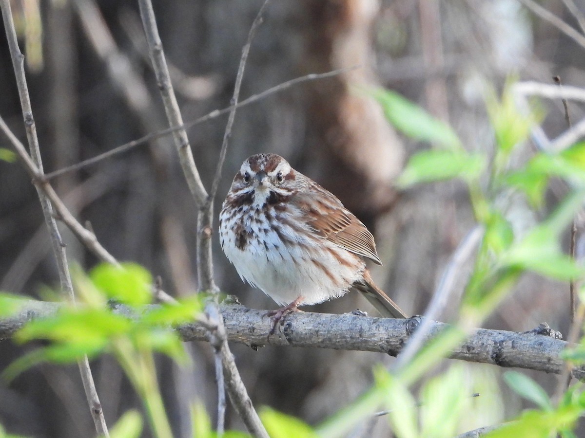 Song Sparrow - valerie pelchat
