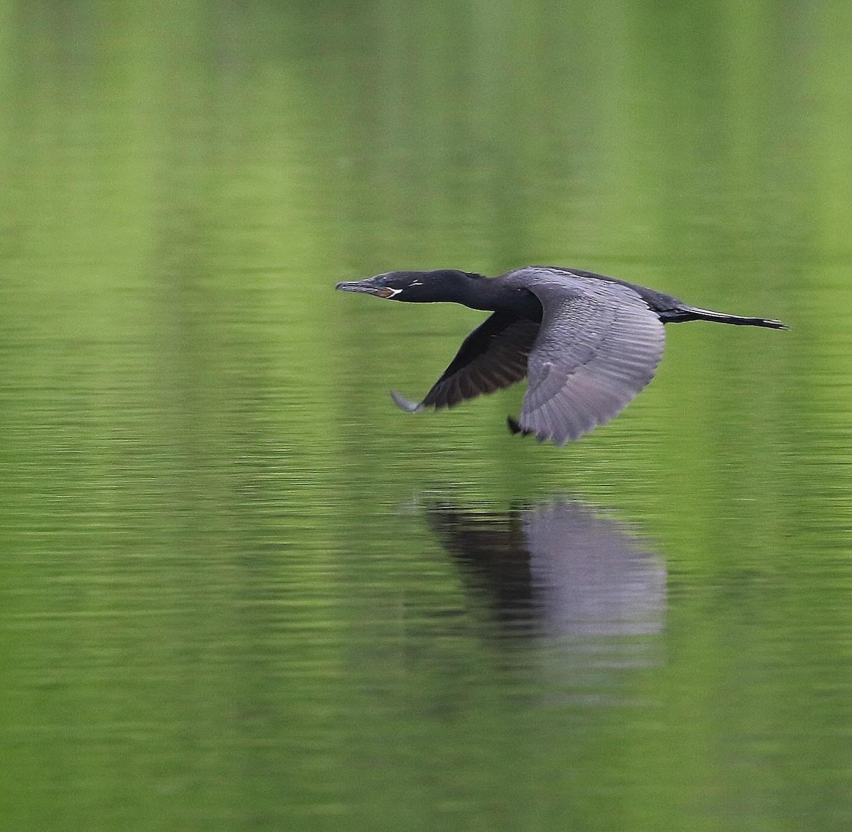 Neotropic Cormorant - ML618994982