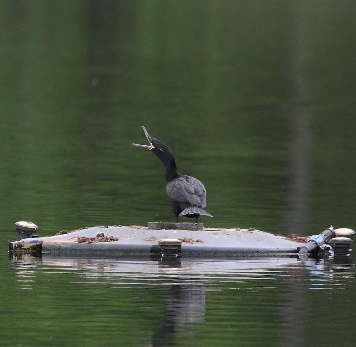 Neotropic Cormorant - ML618994984