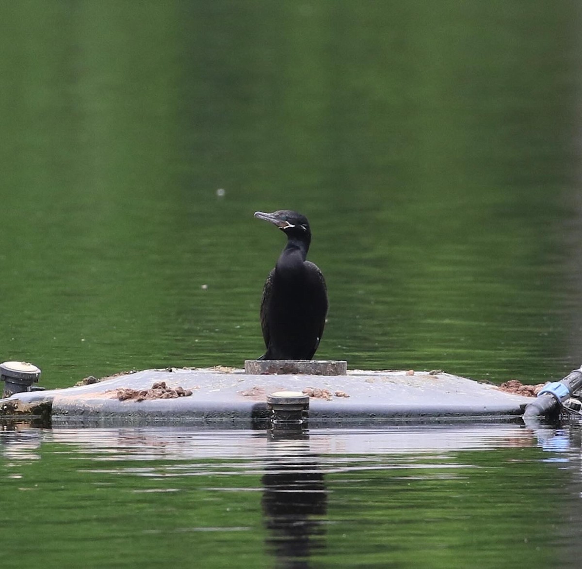 Neotropic Cormorant - ML618994985