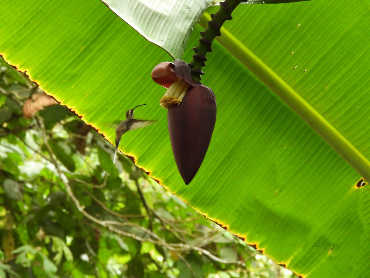 Long-billed Hermit - Hunter Burggraf