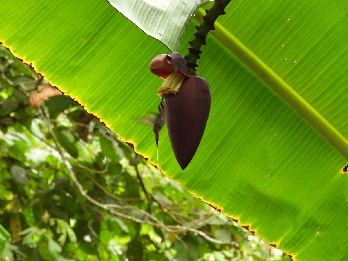 Long-billed Hermit - Hunter Burggraf