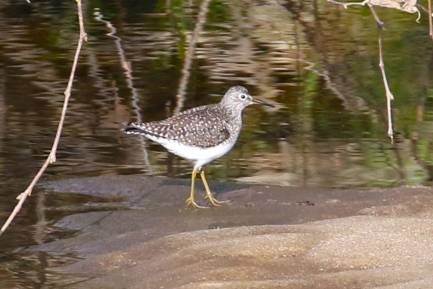 Solitary Sandpiper - Ethan Ring