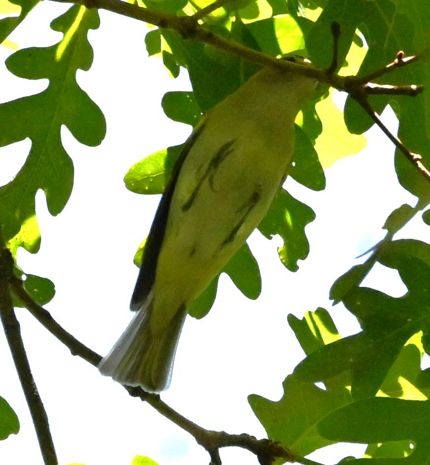 Red-eyed Vireo - DAVID VIERLING