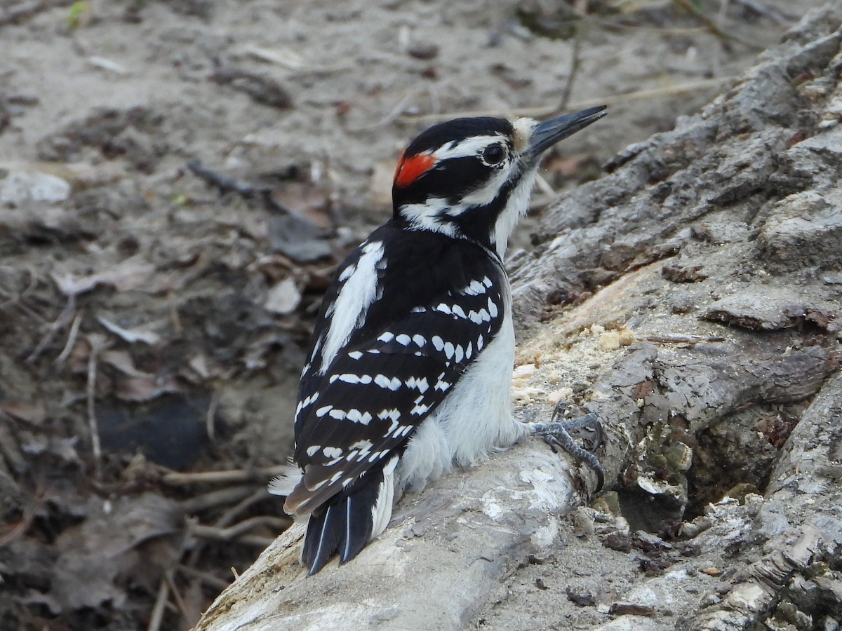 Hairy Woodpecker - ML618995046